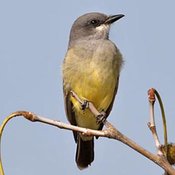 Cassin's Kingbird